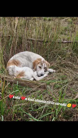 #sebis #abandoned #animalsoftiktok #nature #dogsoftiktok 