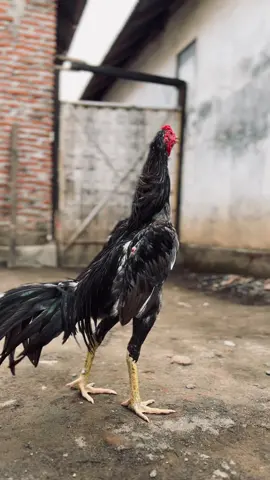 SORE SEMUA🙌 #ayambangkoksuper #bangkok #kelabu #masukberanda #fyp 