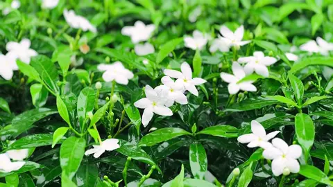 ফুল 🌸  #foryoupage #fpy #anfeezemyaccont #tiktokbangladesh #viral @TikTok Bangladesh @TikTok 