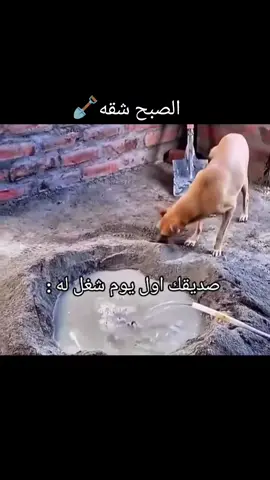 دي الشقيانه كسبانه😆#حمو#ترند  #fyyyyyyyyyyyyyyyy 