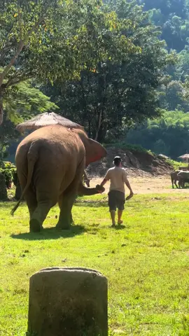I hope you find this as heart warming as I did. We saw photos of how some of the elephants arrived and you could see their bones. If you’re going to go to any sanctuaries in Chiang Mai please go to this one, the whole experience is worth every penny!!!  It’s called Elephant Nature Park in Chiang Mai 🐘❤️ #elephant #elephantsanctuary #chiangmai 
