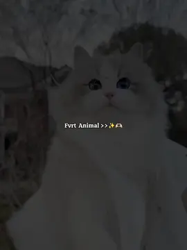 Fvrt Animal ✨🫶🏻 #viraltiktokvideo #foryoupage #viralvideo #frypgシ #bdtiktokofficial 