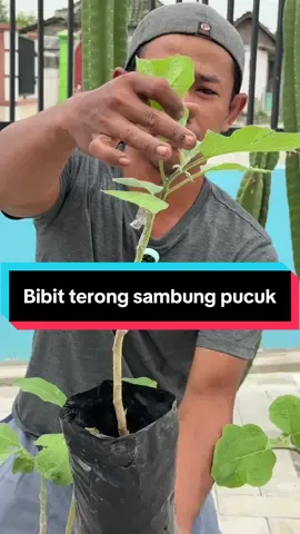 Ini nih kemarin yg tanya bibit. Sudah ready ya.. buruan sebelum kehabisan . Yang mau pesan banyak komen2 ya. #fyp #bibit #terong #trending #viral 