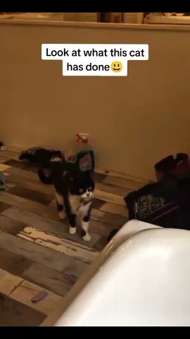 Look at what this cat has done!😳😳 #fyp #foryou #cat   #petlove #catsoftiktok 