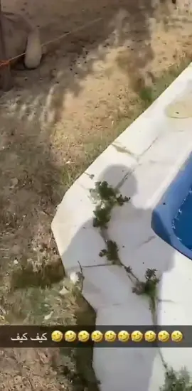 كيف الجمل بدوي🤣🤣🤣🤣👏👏👏