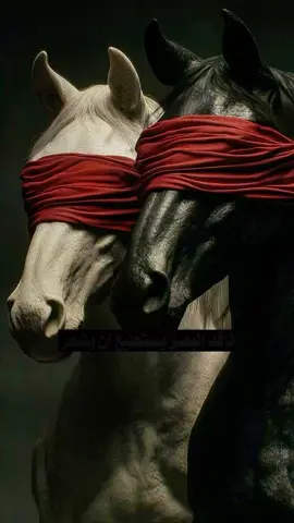 فاقد البصر يستطيع أن يشعر لكن فاقد الشعور لا يستطيع أن يبصر...❤️‍🩹🥀👌🏻