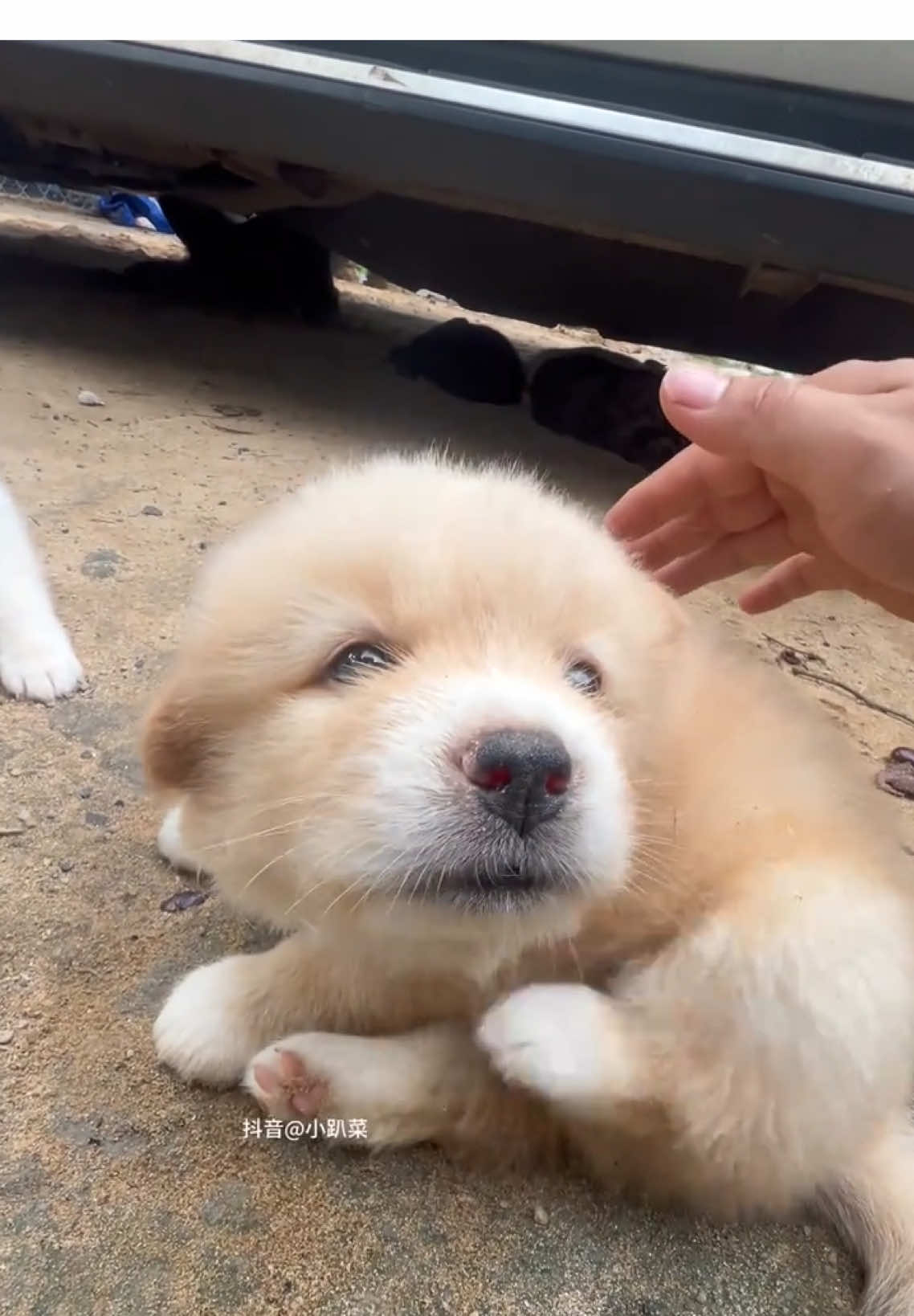 #dog#cute#puppy#pet
