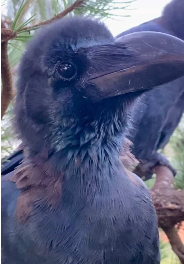 A quiet autumn morning wrapped in mist — just the crows calling and the soft rustle of their steps. Such a soothing moment.🐦‍⬛🍂 Hope you all have a lovely weekend!✨ #カラス #crow #crowtok #crowfriends #rakasuthecrow