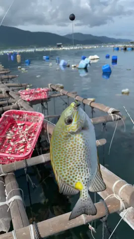 Mới đầu đi câu cũng không câu được nhiều,nhưng mà vì thích,thấy ai câu kiểu nào hay cũng học theo,lâu dần thành thối quen.giờ câu được con cá thấy cũng đơn giản.😊