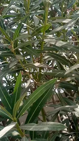 #شجرة الدفاة
