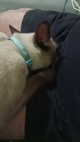 Shiko-Masahistang pusa😹 #shiko #cat #catsoftiktok 