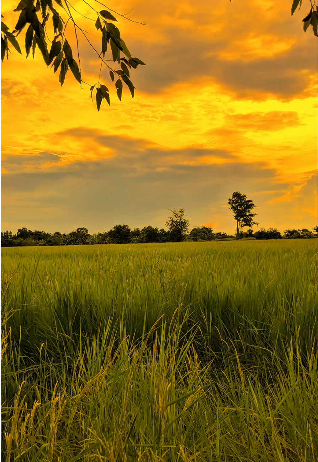 ตั้งแต่คราวน้อยๆ กะหย่างตามฮอยแม่🌾🍃#วิวบ้านนอก #อีสานบ้านเฮา #รับโปรโมทเพลง #ยืมลงสตอรี่ได้ #ฟีดดดシ 