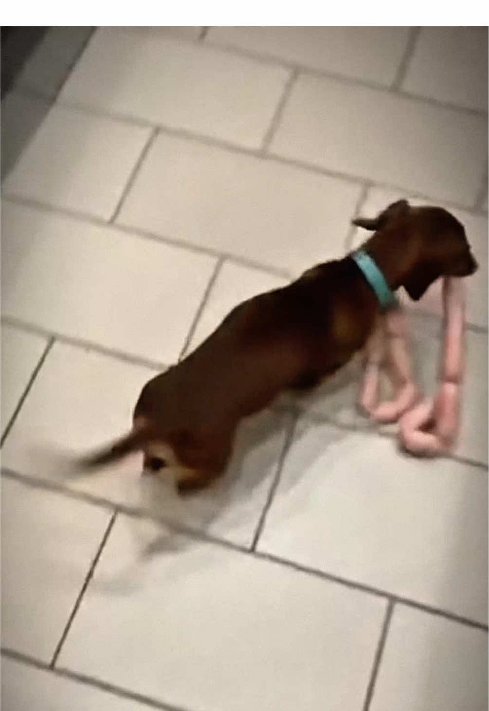 Dreiser Wurstdiebstahl  #funnydog #komödie 