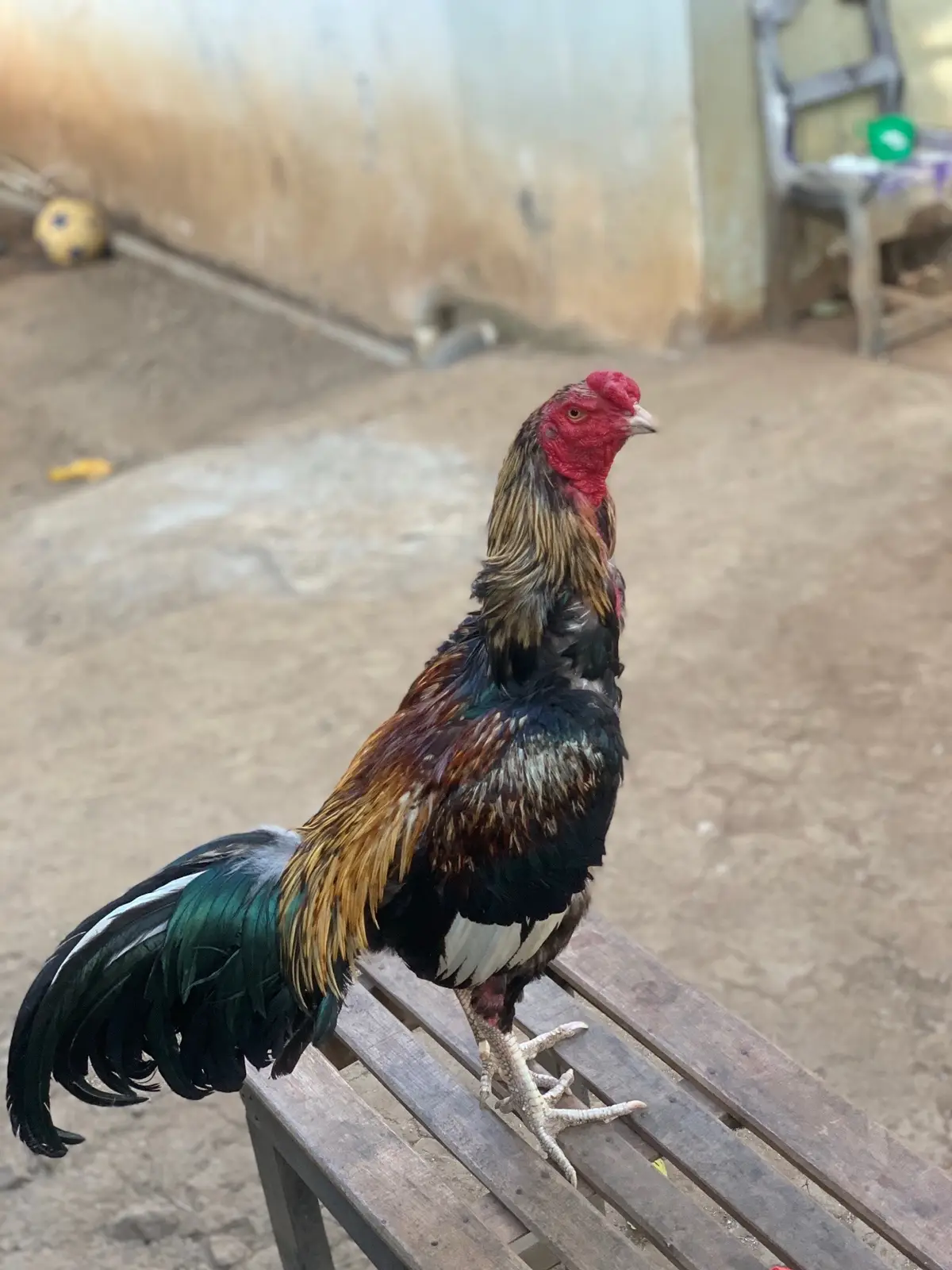 Semoga saja masih hoki🤲🏻🤲🏻🤲🏻 #ayammangon #danapelajar #ayampama #bahanswmu #aafarm 