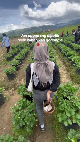 Metik hikmah e ae😭 #petikstrowberry #batumalang #cangar #trend 