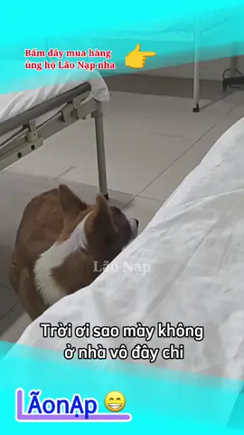 Dám đụng tới sen kao hả 😁 #laonap 