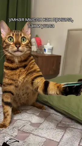 #f #foryou #cat #trend 