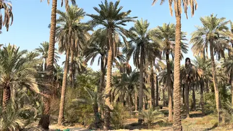 حساويه وتموتين ف النخيل🙂‍↕️😌❤️#الأحساء_عاصمة_السياحة_العربية #النخيل🌴🌴🌴 #حساوي_قلبي_دايخ😂😂 #اكسبلور #الشعب_الصيني_ماله_حل😂😂 