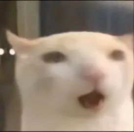 Hàng hiếm đấy:)) #meme #haihuoc😂