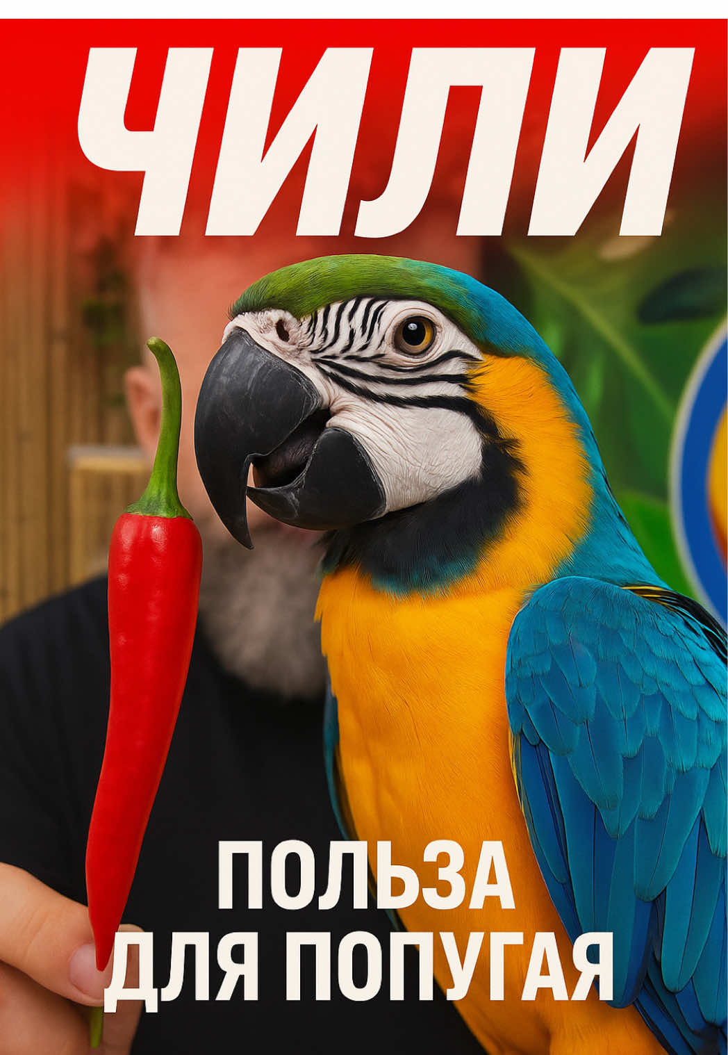 🔥 Знаете, что попугаи могут спокойно есть острый перец чили? 🦜 Для них он не жгучий, ведь рецепторы к капсаицину у птиц отсутствуют. А вот польза огромная: — укрепляет иммунитет 💪 — источник витамина С и А 🍃 — улучшает пищеварение 🌶 — придаёт яркость оперению ✨ Попробуйте добавить немного чили в рацион — ваш попугай будет в восторге! 📍«101 Попугай», Москва, Перерва 39 #101попугай #попугай #уходзапопугаем #питаниепопугаев #попугаимосква     
