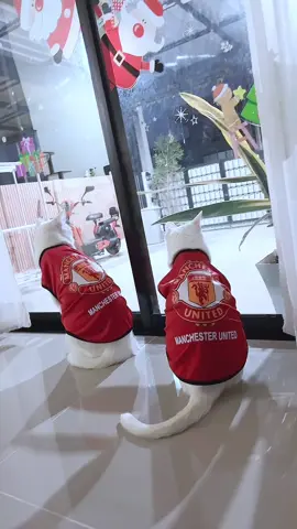 ทีมแมนยูฮะ 👹 #เสื้อแมว #เสื้อแมวทีมฟุตบอล #เสื้อสัตว์เลี้ยง 