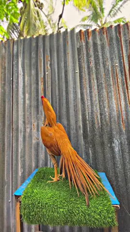 Di saat ayam di tengan yang tepat😍🦚🏆#ayamhias #fyp #aceh #ekorlidi #kontes 