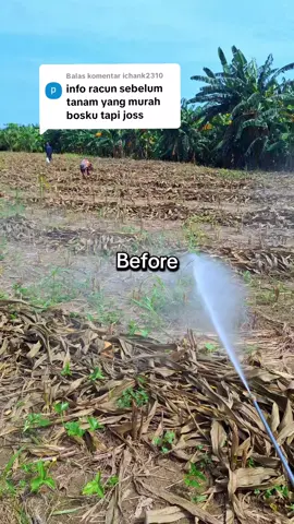 Membalas @ichank2310Ini bosku pembasmi gulma sangat ampuh #petanimuda #petanijagung🌽 #petaniindonesia🇮🇩🇮🇩🇮🇩🌿🌿 