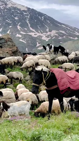 کوێستانێ بالەکاتی