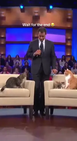 #fyp #sora #soraai #cats #foryou 