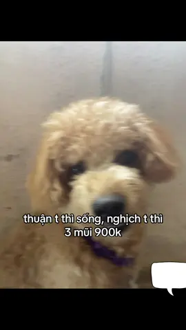 3 mũi 900k ok. #xh #viral #fly #TikTokAwardsVN #xuhuongggg 