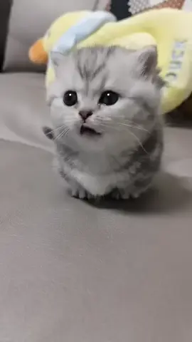 Самый милый котенок мяукает на диване #котенок #cat 