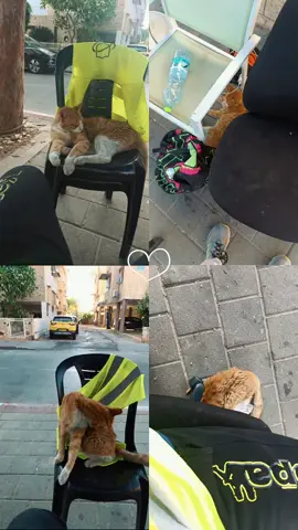 מת על החתול הזה😍