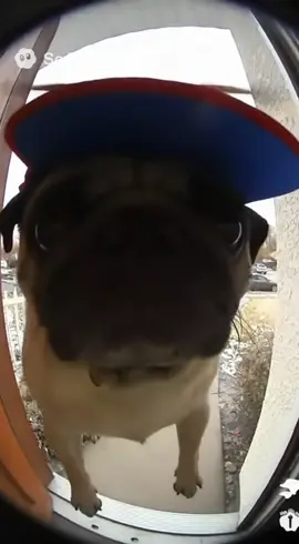 👀  #pug #mops #мопс #sora #fyp 