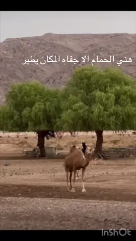 #في هذا اليوم 