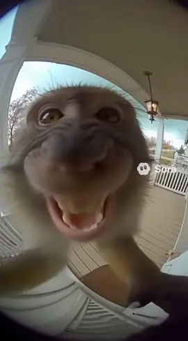 #sora #ai #fyp #tornado #macaque