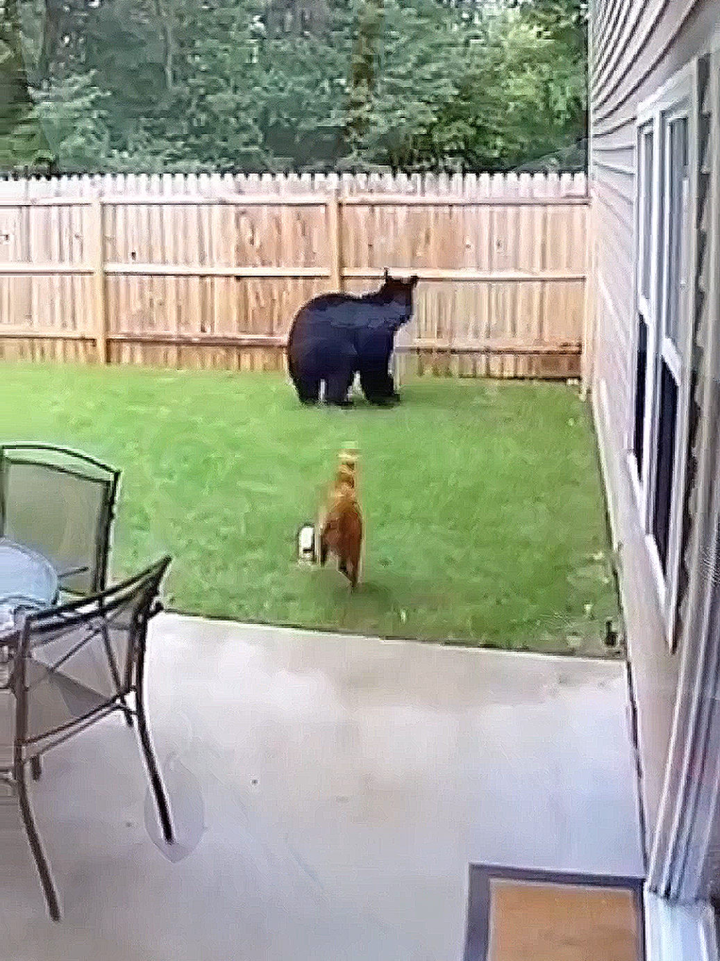 боевые коты которые охраняют свою территорию