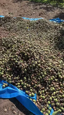 Ceviz hasatı