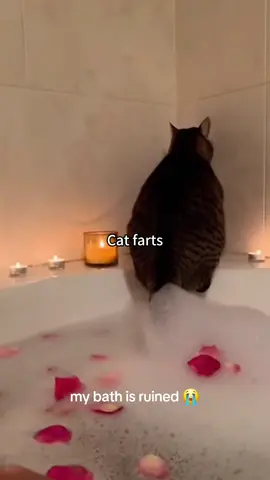 Cat farts#funnycats #funnyanimals #petvideos #cat #catsoftiktok #fyp #usa #longervideos#catsoftiktok #fyp