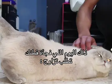 يمه 💔 #tiktok #iraq #fypシ゚ #قطط #fyp 