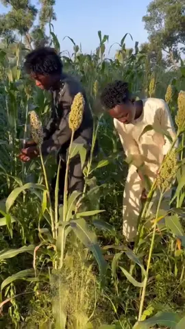 #ربنايصلح_حال_البلد💔🇸🇩 #شعب_الصيني_ماله_حل😂😂 #جنقو_مسامير_الأرض🇸🇩🇸🇸🇫🇷🇪🇸🇹🇳🇱🇾🇮🇹🇳🇱🔥🔥🔥🔥🔥🔥🔥 