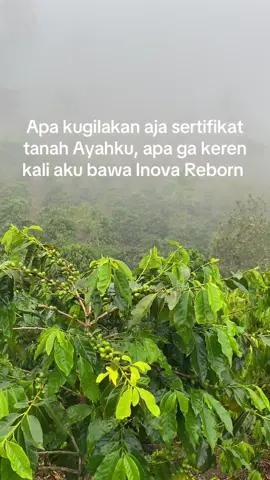 Inova reborn 