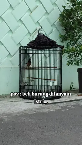 ampun dah akh🥲😅 #muraibatuindonesia #kicaumania #kicaumaniaindonesia #muraibatu #kicaumanianusantara 