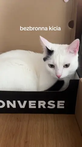 bezbronna kicia tylko do czasu #catsoftiktok #funnycats #koty #cat #