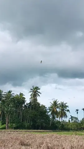 #fyppppppppppppppppppppppp #pidie #layangtunangaceh🥰🥰 #sigli 