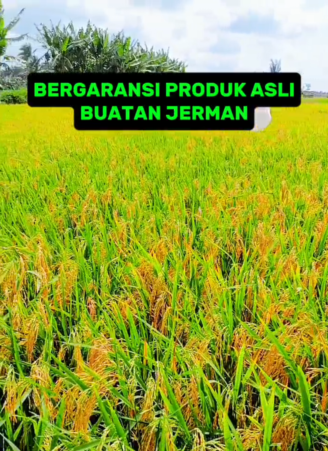 pupuk ini bisa di gunakan untuk semua tanaman bisa DIKOCOR bisa di semprotkan ketanaman seperti durian kecil berbuah lebat, sawit jantan bisa berbuah, jeruk berbuah lebat, panen padi melimpah dan semua sayuran juga bisa #pupukpelebatbuah #pupukasamamino #pupukboosterorganik #creatorsearchinsights 