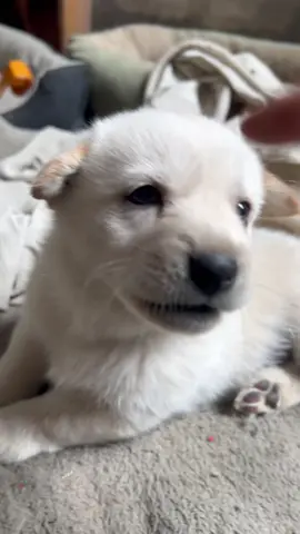 #cutedogvideo #foryoupage❤️❤️ #dogloversfeed #viralvideos #doggo