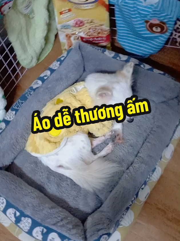Mẫu áo cho cún mèo này vừa dễ thương vừa giữ ấm cho boss nè #nemchocho #aochocho #aoamchocho #aoam #thucung 