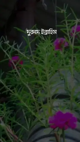 দুরুদে ইব্রাহিম 