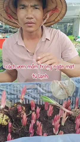 cách ươm mầm củ giống hoa ly trong ngăn mát tủ lạnh cho hiểu quả cao#gionglytet2026 #cugionghoaly #cugionglyf1 #huongdantronghoaly #xuhuong 