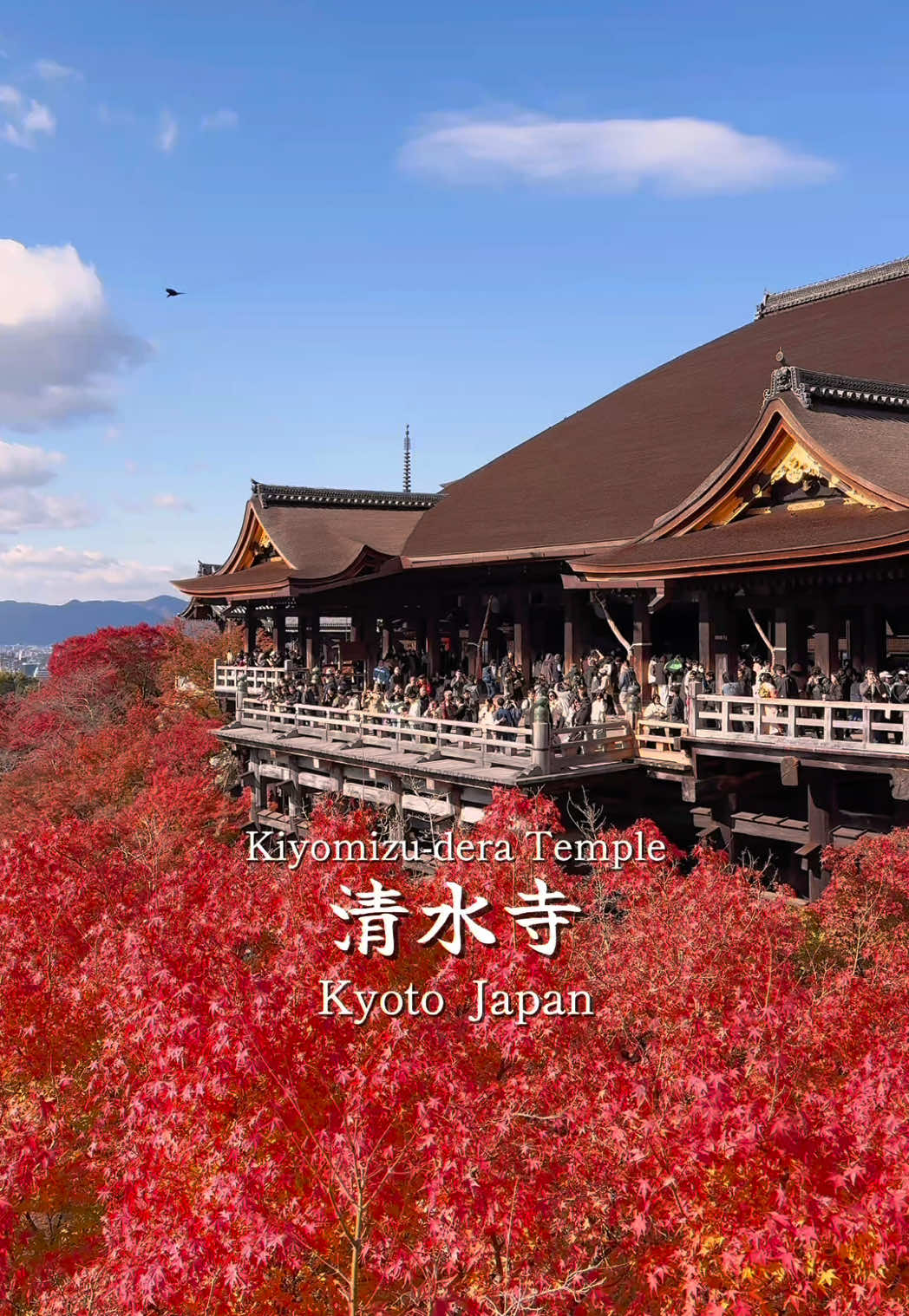 人生で1回は見るべき！京都を代表する紅葉スポット🍁 🗾📍清水寺 本堂を包み込むように生い茂るモミジなど、境内には1000本以上のモミジが真っ赤に染まります🍁🍂 京都屈指の紅葉スポットだけに、気になるのが混雑状況。 あまりにも美しいですが、あまりにも混むので覚悟が必要です☺️👍 #清水寺 #京都 #紅葉 #kyoto #japan 